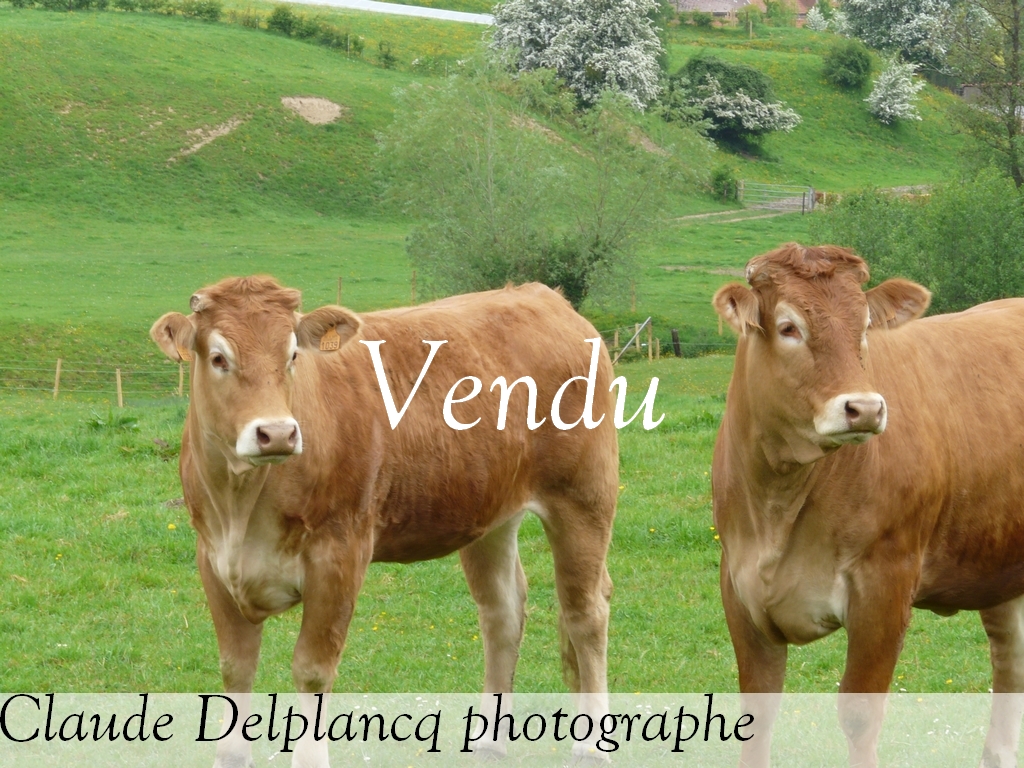 Photo P1060042 : Vue des deux vaches Limousins.